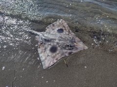 Beringraja binoculata