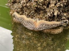 Evasterias troschelii