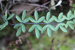 Pellaea ternifolia
