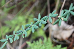 Pellaea ternifolia