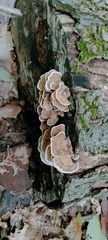 Trametes ochracea