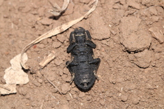 Phloeodes diabolicus