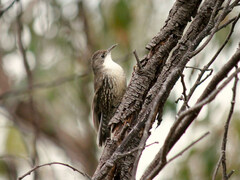Cormobates leucophaea