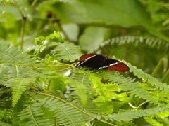 Siproeta epaphus