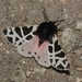 Nevada Tiger Moth - Photo (c) James Bailey, some rights reserved (CC BY-NC), uploaded by James Bailey