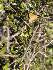 Mnesictena flavidalis