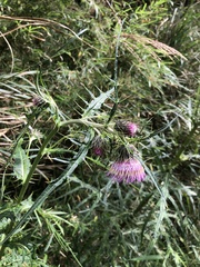 Cirsium tatakaense