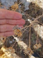 Cyphocleonus achates