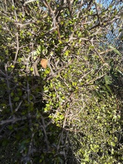 Mnesictena flavidalis