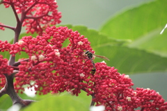 Phimenes flavopictus