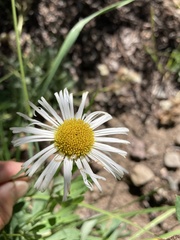 Erigeron coulteri