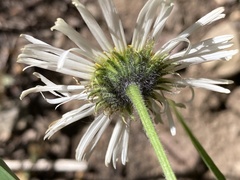 Erigeron coulteri