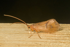 Pycnopsyche scabripennis