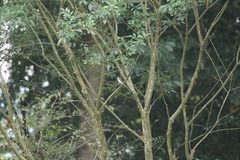 Pericrocotus divaricatus