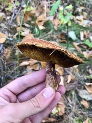 Suillus spectabilis
