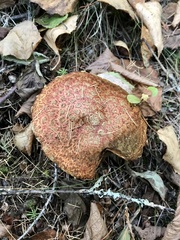 Suillus spectabilis