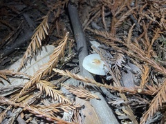 Lepiota castaneidisca