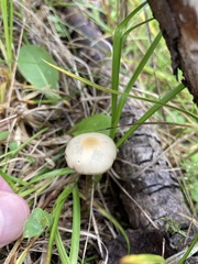 Psilocybe mescaleroensis