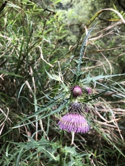 Cirsium tatakaense