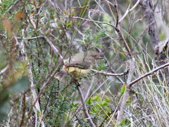 Acanthiza reguloides