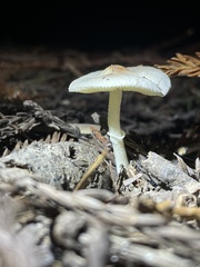 Lepiota castaneidisca