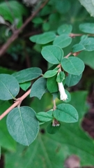 Symphoricarpos microphyllus