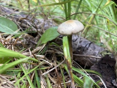 Psilocybe mescaleroensis
