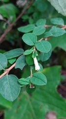 Symphoricarpos microphyllus