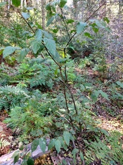 Alnus rhombifolia
