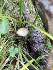 Psilocybe mescaleroensis