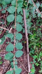Symphoricarpos microphyllus
