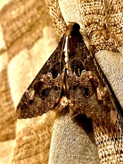 Sphingomorpha chlorea