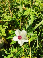 Distimake dissectus dissectus