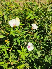 Distimake dissectus dissectus