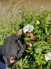 Distimake dissectus dissectus