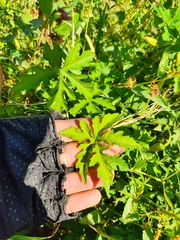 Distimake dissectus dissectus