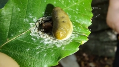 Mastophora phrynosoma