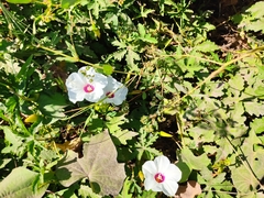 Distimake dissectus dissectus