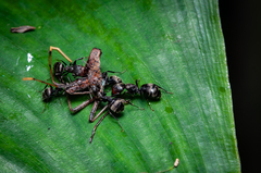 Camponotus