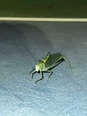 Stilpnochlora azteca