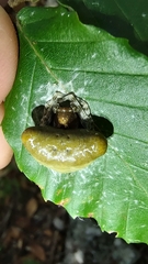 Mastophora phrynosoma