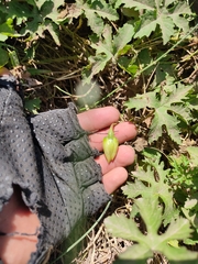 Distimake dissectus dissectus