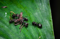 Camponotus
