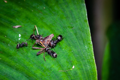 Camponotus