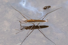 Limnoporus notabilis