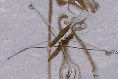 Limnoporus notabilis