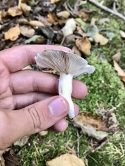 Cantharellula umbonata