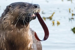 Apodichthys flavidus