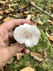 Cantharellula umbonata