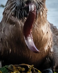 Apodichthys flavidus